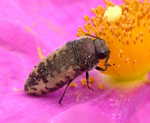 Acmaeodera pilosellae